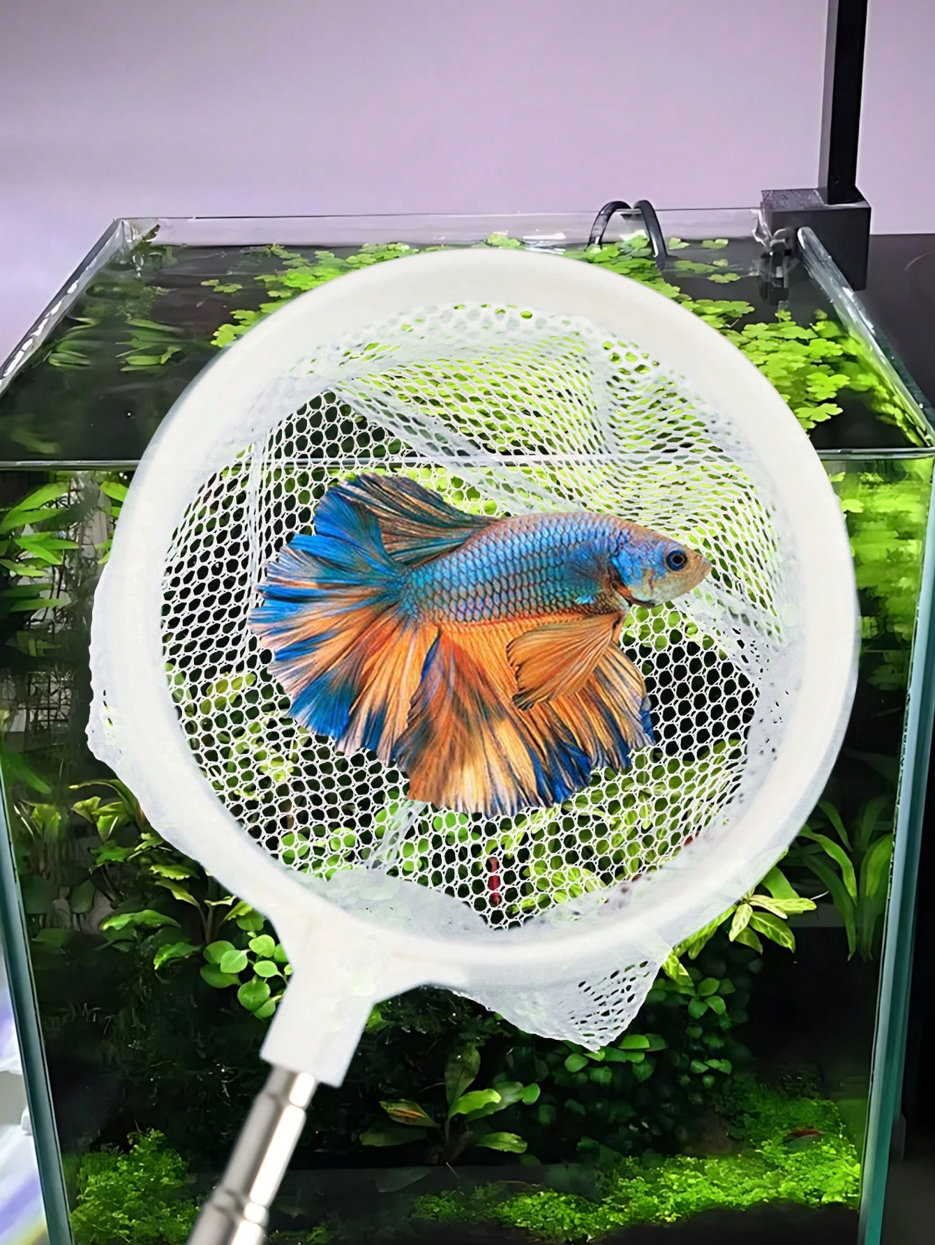 Aquarium Fish Net - a Retracta - đánh giá và giá Aquarium Fish Food