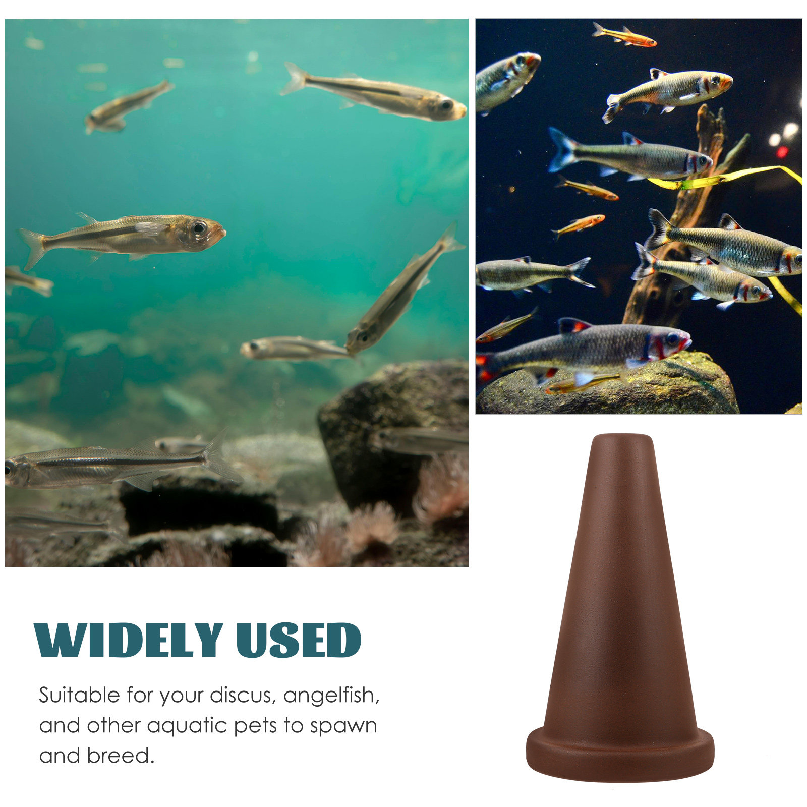 Aquarium Breeding Cone Fish Sp - đánh giá và giá Aquarium Fish Discus