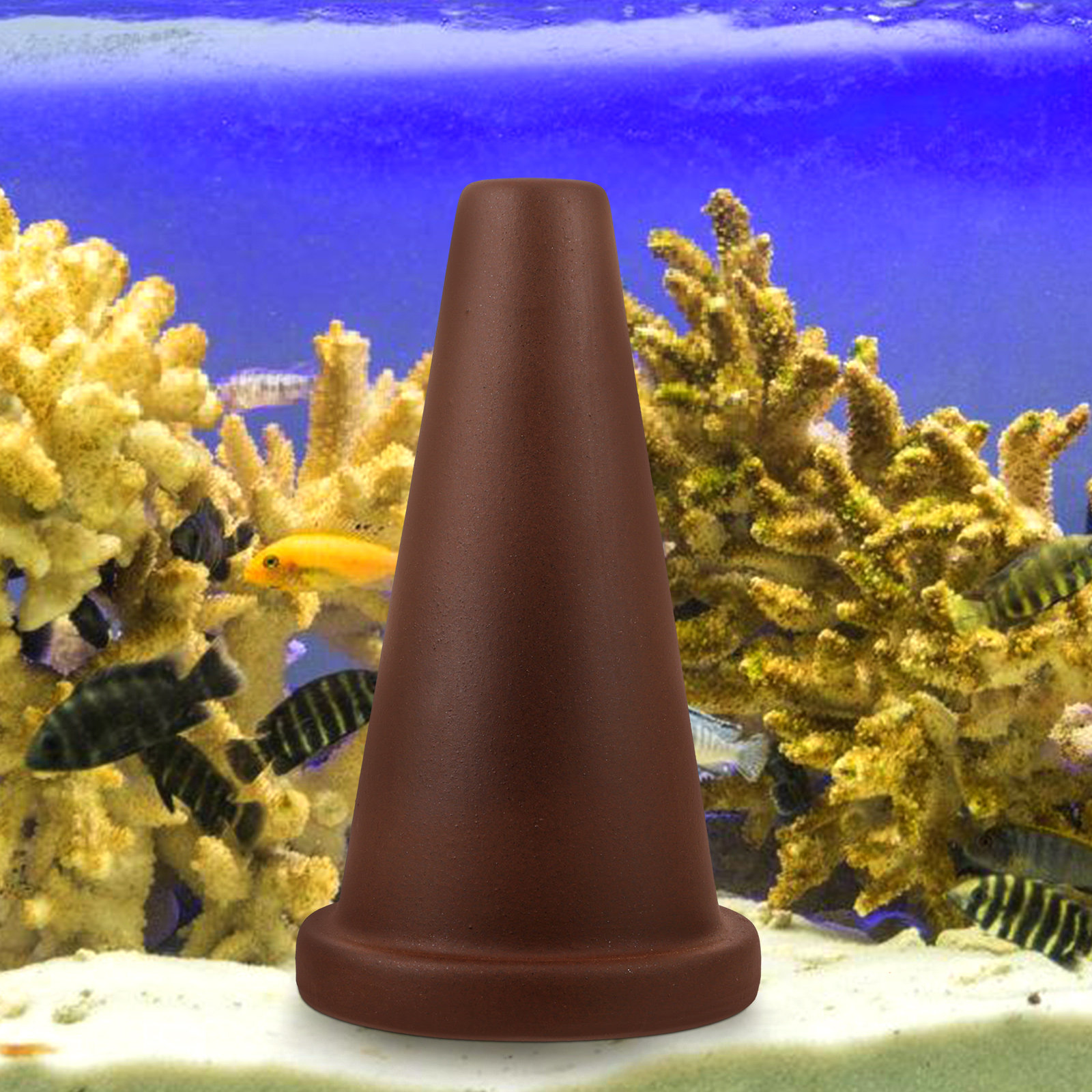 Aquarium Breeding Cone Fish Sp - đánh giá và giá Aquarium Fish Discus