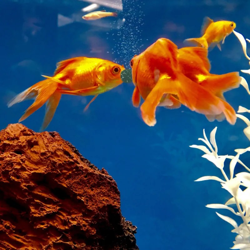 100-1500Pcs High-Purity Spirul - đánh giá và giá Aquarium Fish Food